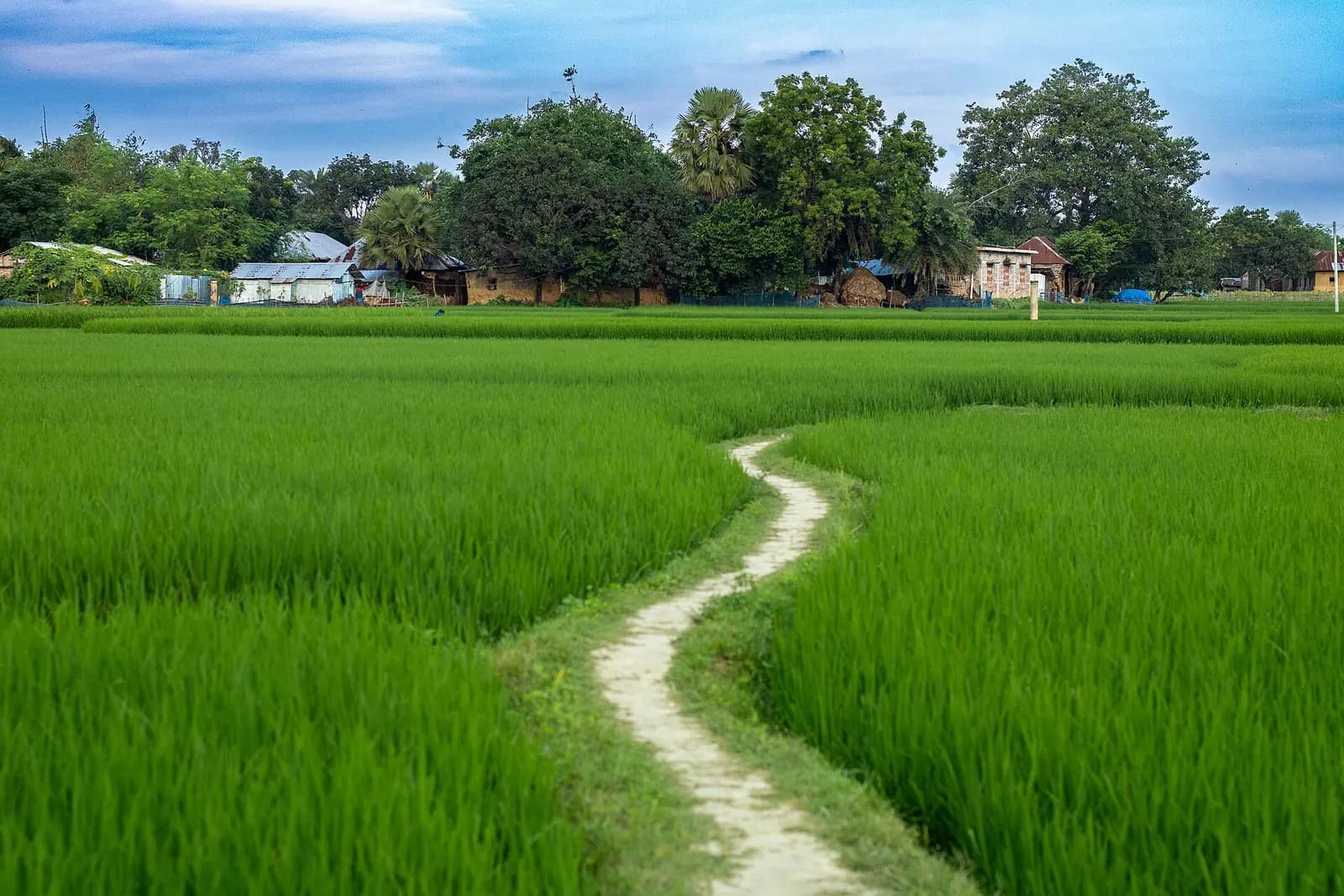 A narrow footpath winding through bright green paddy fields toward a cluster of village homes in rural Bangladesh.